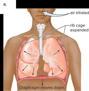 Inhalation: rib cage expands, diaphragm lowers
