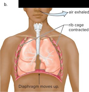 Exhalation: rib cage contracts, diaphragm rises