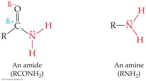 Difference between amide and amine