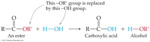 Hydrolysis of esters