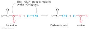Hydrolysis of amides