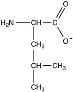 Leucine structure with NH2 and COO-