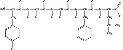 Leu-enkephalin peptide structure