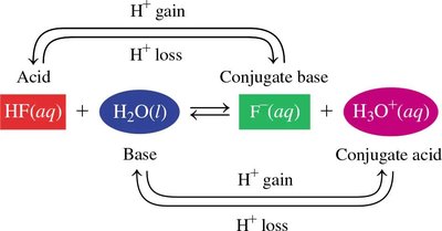 HF and H2O conjugate acid-base pairs