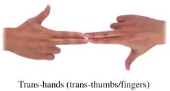 Trans-hands model