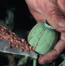 Alkaloids from plants