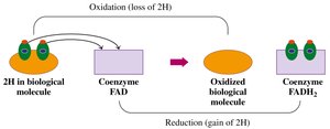 Biological redox reaction involving FAD
