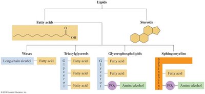 Classification of lipids: fatty acids, steroids, waxes, triacylglycerols, glycerophospholipids, sphingomyelins