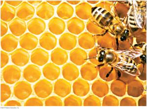 Beeswax in honeycomb