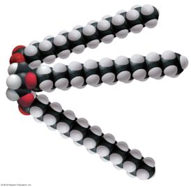 Space-filling model of a triacylglycerol