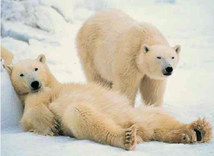 Polar bears: adaptation to fat storage and metabolism