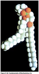 Space-filling model of a phospholipid