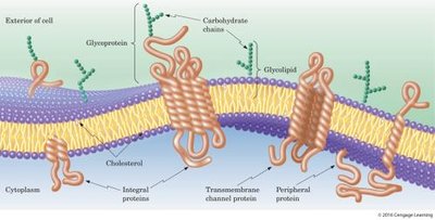 Cell membrane structure: lipid bilayer with proteins and carbohydrates