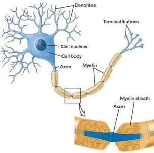Normal and damaged myelin sheath