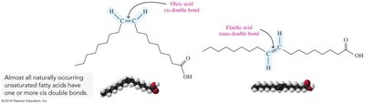 Cis vs. trans double bonds in fatty acids