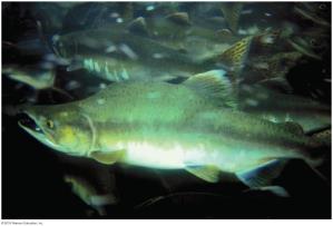 Fish as a source of omega-3 fatty acids