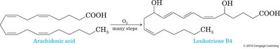 Arachidonic acid to leukotriene B4 conversion