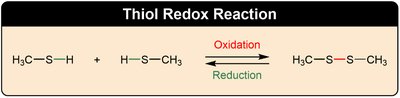 Thiol redox reaction: two thiols form a disulfide upon oxidation and revert to thiols upon reduction