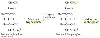 Phosphofructokinase reaction