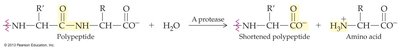 Protease hydrolysis reaction
