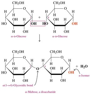 Formation of maltose