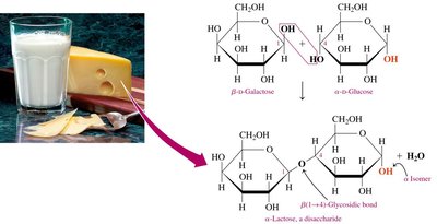 Lactose structure and bond