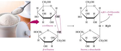 Formation of sucrose