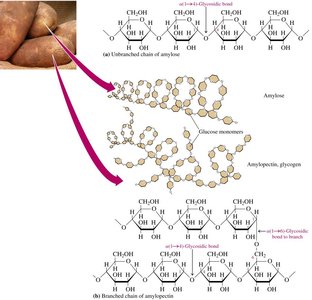 Amylose and amylopectin structure