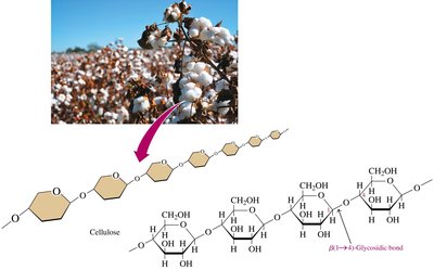 Cellulose in cotton