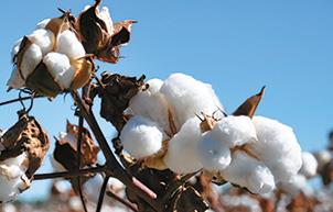 Amylose handwritten answer