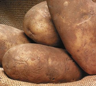 Amylopectin handwritten answer