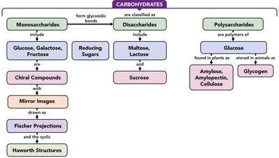 Carbohydrates concept map