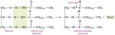 Triglycerol formation reaction