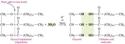Hydrolysis of tripalmitin