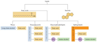 Classification of lipids