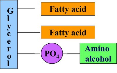 Glycerophospholipid structure
