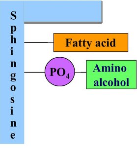 Sphingomyelin structure