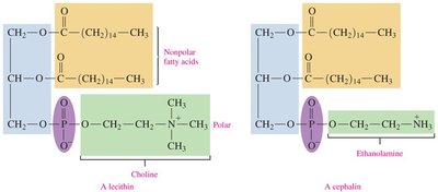 Lecithin and cephalin structures