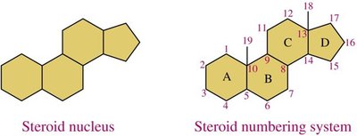 Steroid nucleus and numbering system