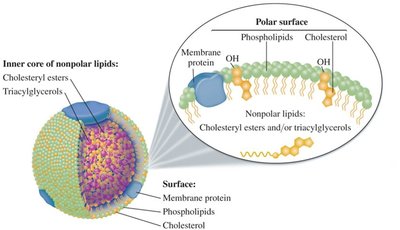 Lipoprotein structure