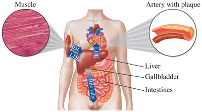 Lipoprotein transport in the body