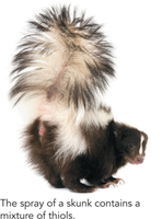 Skunk spray contains thiols