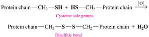 Oxidation of thiols to disulfide bonds