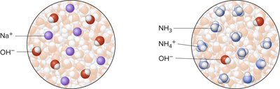 Molecular view of strong and weak bases in solution