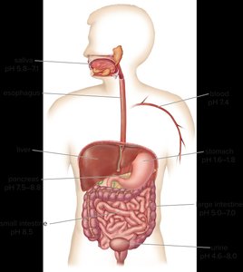 pH of body fluids in the digestive system