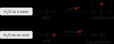 Water acting as both acid and base