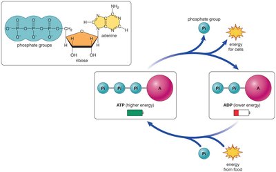 ATP cycle: ATP hydrolysis and regeneration