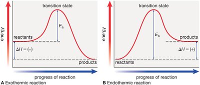Energy diagrams for exothermic and endothermic reactions