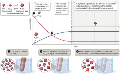 Dynamic equilibrium: concentration vs. time graph and particle diagrams
