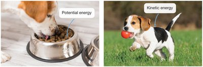 Dog eating (potential energy) and running (kinetic energy)